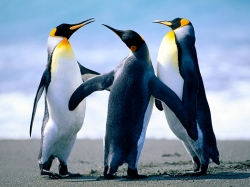 2017/06/ad-penguins-jpg-dtsh.jpg